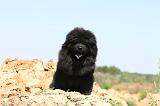 CHOW CHOW 181